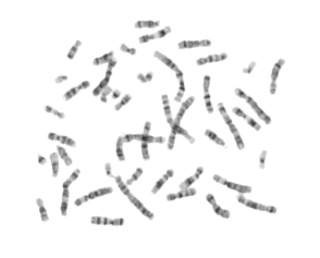 Karyotyping