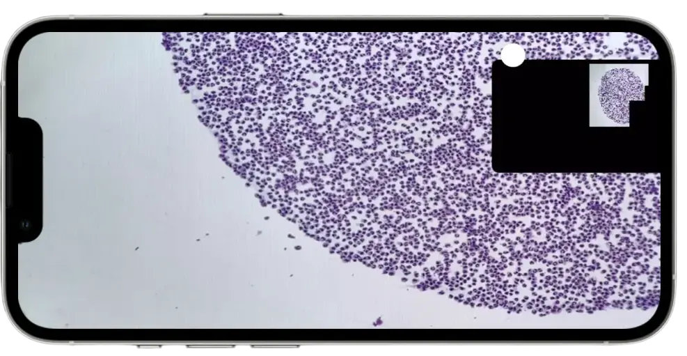 Celly scanning interface